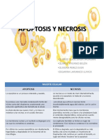 Apoptosis y Necrosis Exposicion