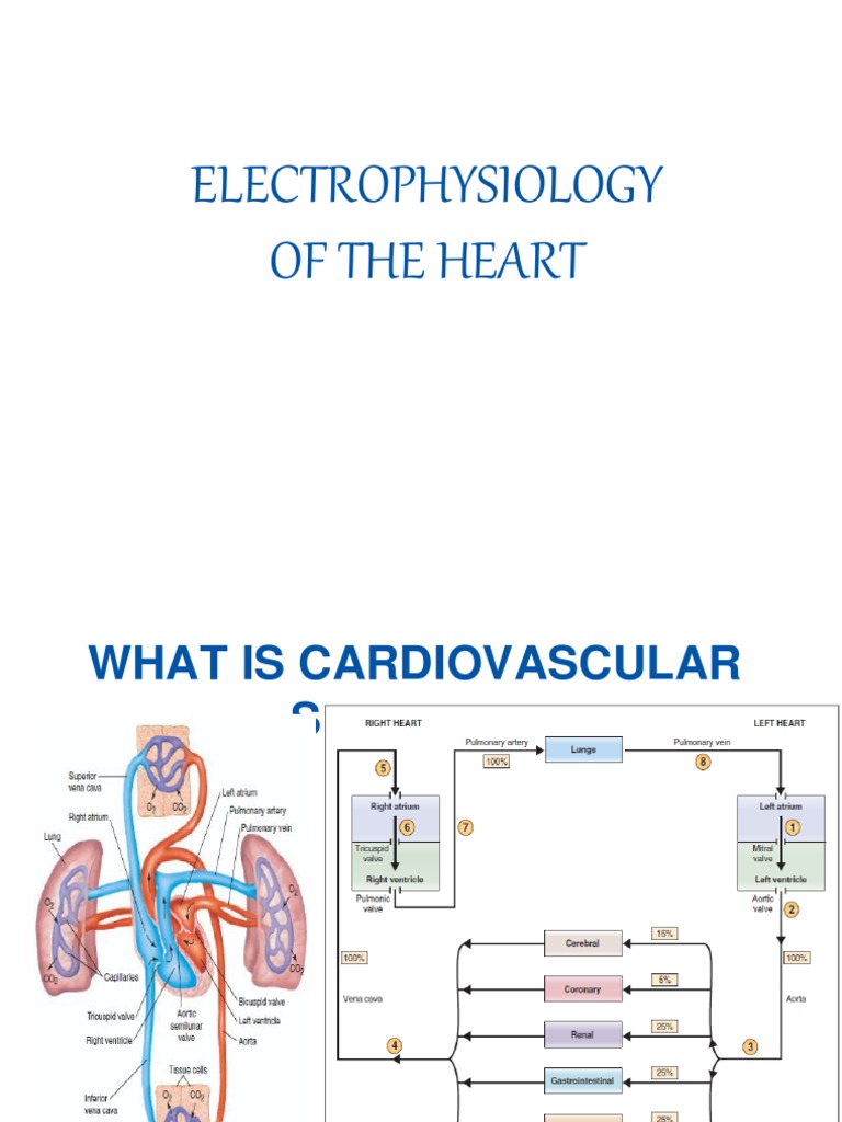 Electrophysiology of the Heart Explained | PDF | Heart | Action Potential