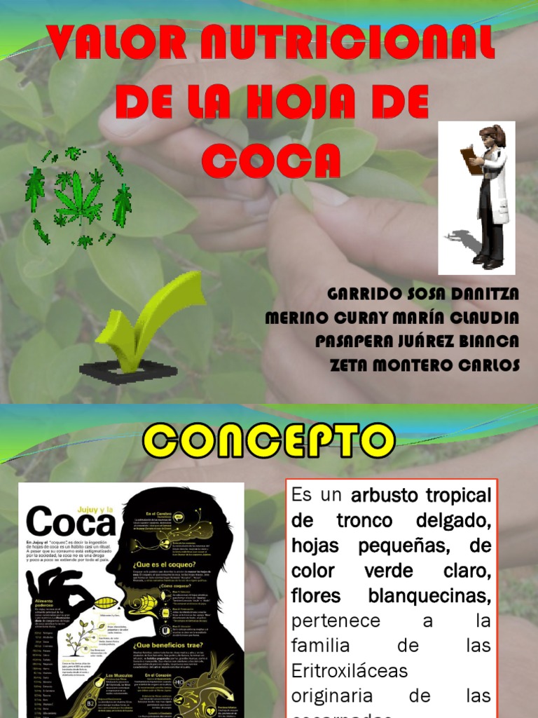 Valor Nutricional de La Hoja de Coca Valeria PDF Sangre