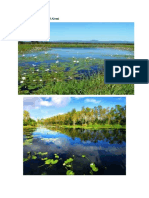 Contoh Gambar Wetland