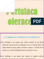 Portulaca Oleracea