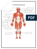 El Sistema Muscular 1