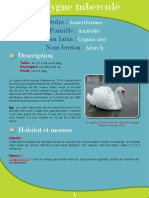 Cygne Tuberculé - Fiche Péda Eau & Rivières de Bretagne