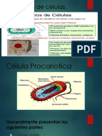 Los Tipos de Células