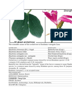 orchid tree benefits 2beingfit.docx