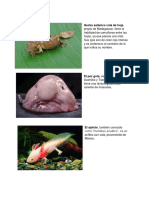 animales extraños.docx