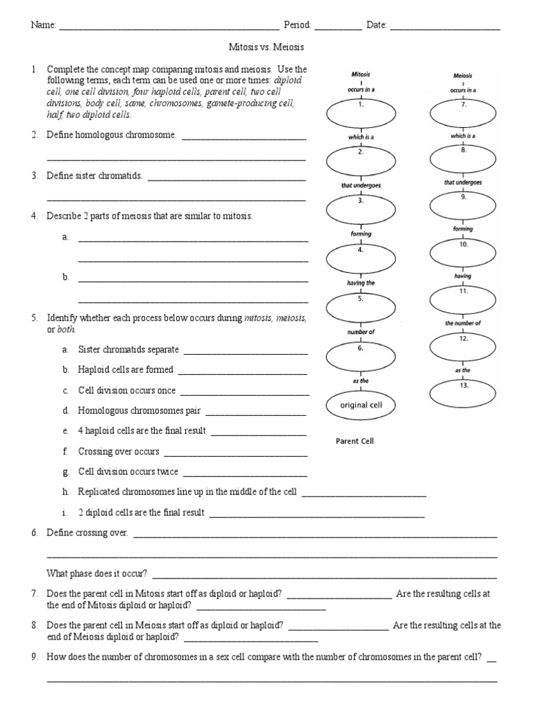 Worksheets Mitosis Vs Meiosis Worksheet mitosis vs meiosis worksheet doc ploidy