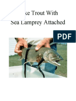 Sea Lamprey Photo