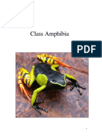 Class Amphibia
