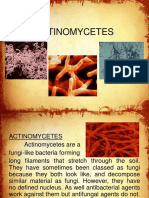 Actinomycetes