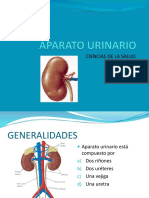 Sistema Urinario