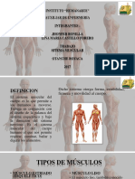 Sistema muscular: funciones, tipos y cuidados