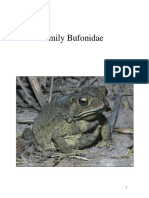 Family Bufonidae