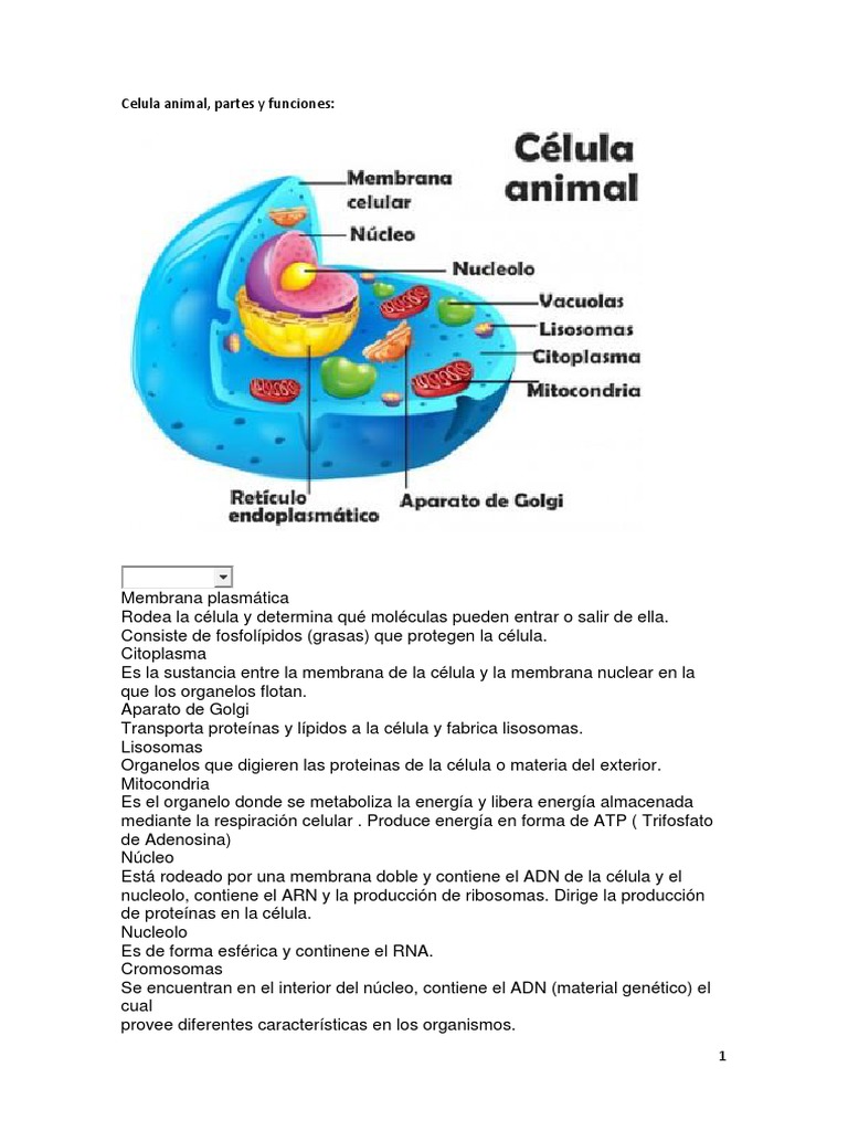 CELULA ANIMAL Y VEGETAL PARTES Y FUNCIONES.docx | Citoplasma | Biología