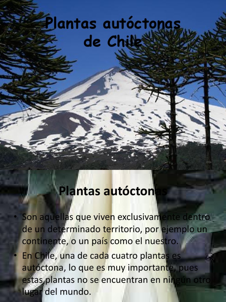 Plantas Autóctonas de Chile