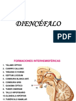 Estructuras del diencéfalo y sus formaciones interhemisféricas