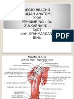 Regio Anatomibrachii