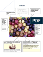 LA PAPA Infografia