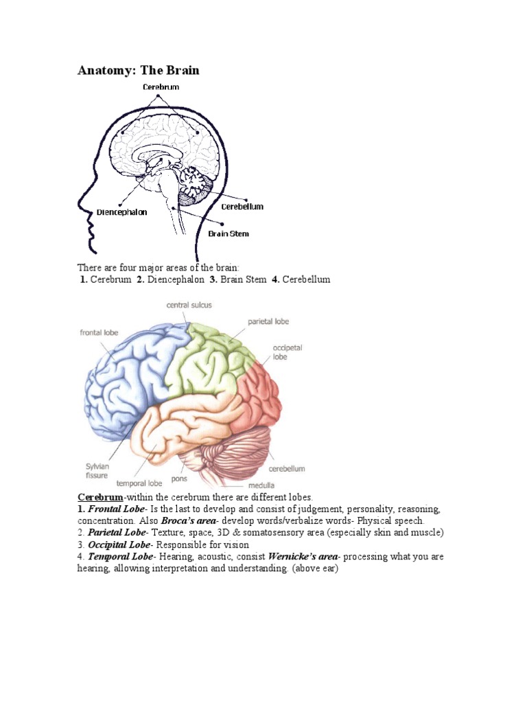 Anatomy of Brain | PDF | Autonomic Nervous System | Brain