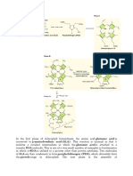 Biosynthesis of Chlorophyll