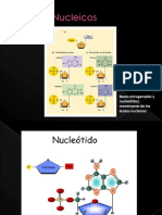 Acidos Nucleicos