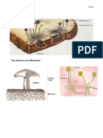 Morphology of Fungi