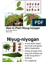 How To Plant Niyug-Niyogan