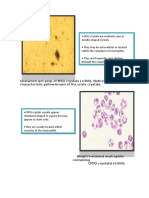 Unstained Wet Prep of MSU Crystals (×400) - Notice The Characteristic Yellow-Brown of The Urate Crystals