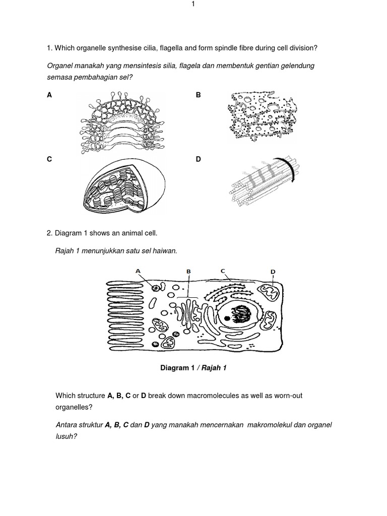 Biology Cell Structure and Function Quiz | PDF | Luteinizing Hormone ...