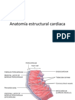 Anatomia Estructural Cardiaca