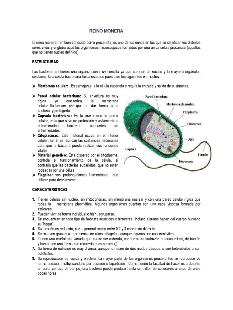 Reino Monera | PDF | Biología Celular) | Las bacterias