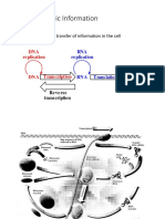 Flow of Genetic Information: - Mechanisms For The Transfer of Information in The Cell