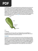 The Gallbladder Anatomy