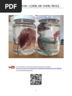 Download Diaphonization  Clearing and Staining Protocol by ptrisja SN354718383 doc pdf