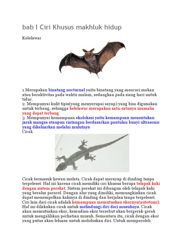 Hewan Ternak Hias Yang Aktif Pada Malam Hari Dan Beristirahat Pada