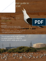 Israel Large Gulls Fast Identification Guide