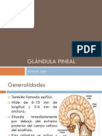 Glándula Pineal