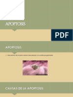 Apoptosis