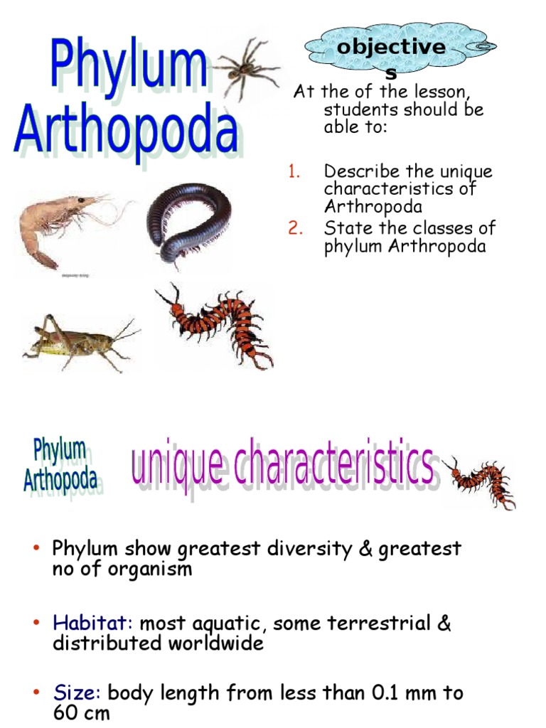 Phylum Arthropoda Examples