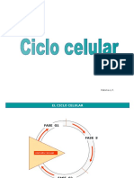 ciclocelularesquema1112-120430111947-phpapp02.pps