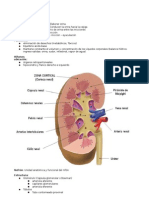 Anatomia Urinario III