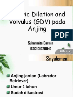 Gastric Dilation and Volvulus (GDV)