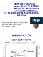 Tesis Ph.D. Presentacion