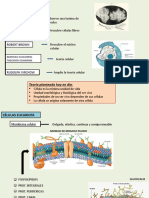 Citologia Basica