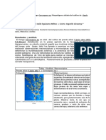 Reconocimiento Del Hongo Cercospora SP