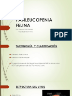 Panleucopenia Felina