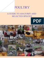 Poultry-A Guide To Anatomy and Selected Species