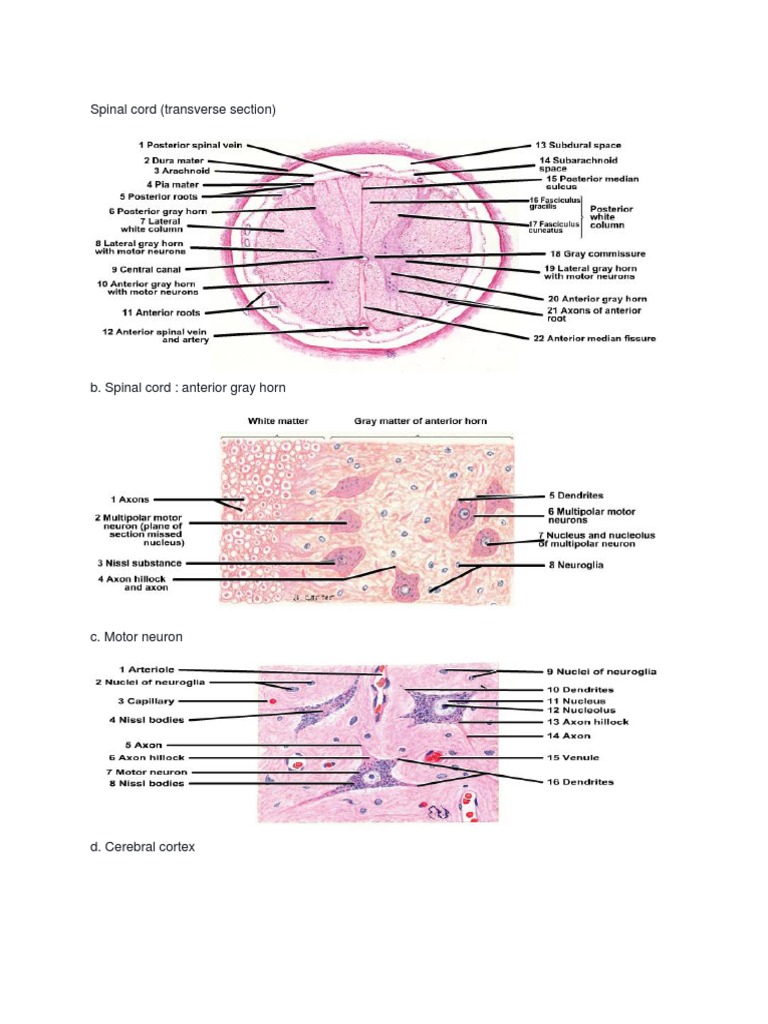Anatomy of the Spinal Cord and Nerves | PDF