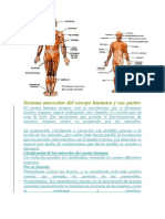 Sistema Muscular Del Cuerpo Humano y Sus Partes