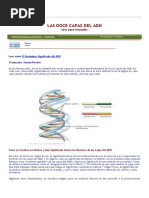 Las Doce Capas Del Adn